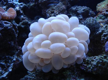 corals inverts - plerogyra sinuosa - bubble coral, white stocking in 65 gallons tank - WHITE BUBBLE CORAL corals inverts - plerogyra sinuosa - bubble coral, white stocking in 65 gallons tank - WHITE BUBBLE CORAL