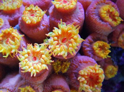corals inverts - tubastrea faulkneri - orange sun coral stocking in 125 gallons tank - Sun coral corals inverts - tubastrea faulkneri - orange sun coral stocking in 125 gallons tank - Sun coral
