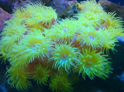 corals inverts - tubastrea faulkneri - yellow sun coral stocking in 72 gallons tank - Sun Coral corals inverts - tubastrea faulkneri - yellow sun coral stocking in 72 gallons tank - Sun Coral