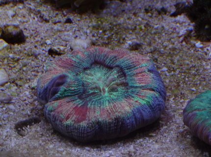 corals inverts - acanthophyllia deshayesiana - doughnut coral stocking in 150 gallons tank - Doughnut coral corals inverts - acanthophyllia deshayesiana - doughnut coral stocking in 150 gallons tank - Doughnut coral
