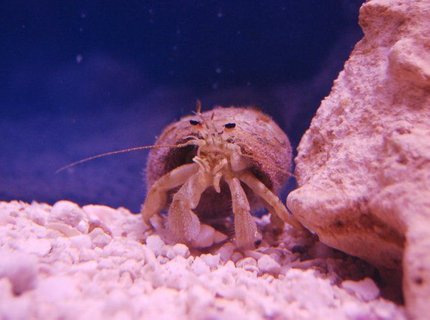 corals inverts - dardanus calidus - hermit crab stocking in 55 gallons tank - I don't exactly know what this is. I'm guessing its an albino white hermit crab. Pretty rare I think. corals inverts - dardanus calidus - hermit crab stocking in 55 gallons tank - I don't exactly know what this is. I'm guessing its an albino white hermit crab. Pretty rare I think.