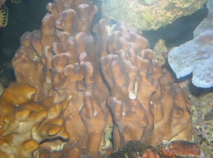 corals inverts - heliopora coerulea - blue ridge coral stocking in 65 gallons tank - fire coral and blue ridge corals inverts - heliopora coerulea - blue ridge coral stocking in 65 gallons tank - fire coral and blue ridge