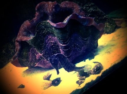 corals inverts - tridacna crocea - crocea clam stocking in 120 gallons tank - Giant Purple Clam with Seahoarse corals inverts - tridacna crocea - crocea clam stocking in 120 gallons tank - Giant Purple Clam with Seahoarse