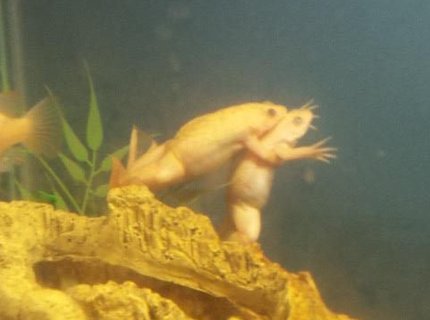 corals inverts - xenopus laevis - african clawed frog stocking in 29 gallons tank - my albino african clawed frogs corals inverts - xenopus laevis - african clawed frog stocking in 29 gallons tank - my albino african clawed frogs