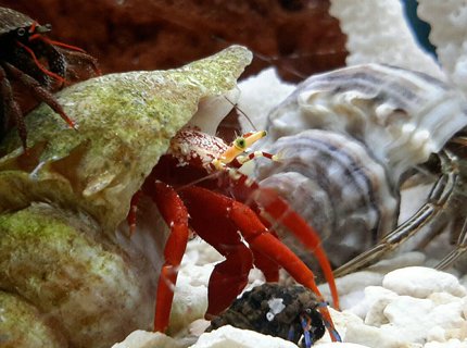 corals inverts - paguristes cadenati - scarlet reef hermit crab stocking in 125 gallons tank - Piggy Backing it. corals inverts - paguristes cadenati - scarlet reef hermit crab stocking in 125 gallons tank - Piggy Backing it.
