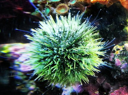 corals inverts - lytechinus variegatus - pincushion urchin stocking in 30 gallons tank - Urchin corals inverts - lytechinus variegatus - pincushion urchin stocking in 30 gallons tank - Urchin