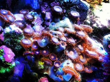 corals inverts - zoanthus sp. - colony polyp, sunrise supernova stocking in 30 gallons tank - Zoas corals inverts - zoanthus sp. - colony polyp, sunrise supernova stocking in 30 gallons tank - Zoas