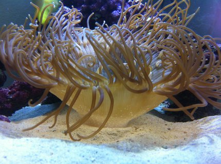 corals inverts - macrodactyla doreensis - long tentacle anemone stocking in 75 gallons tank - Long tenical that was about the size of a golf ball when I got it it was one of the orriginal things paced in tank it was him an a black and a orange clown fish an all are alive today 3 years later corals inverts - macrodactyla doreensis - long tentacle anemone stocking in 75 gallons tank - Long tenical that was about the size of a golf ball when I got it it was one of the orriginal things paced in tank it was him an a black and a orange clown fish an all are alive today 3 years later