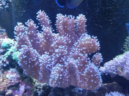 corals inverts stocking in 90 gallons tank - Finger leather corals inverts stocking in 90 gallons tank - Finger leather