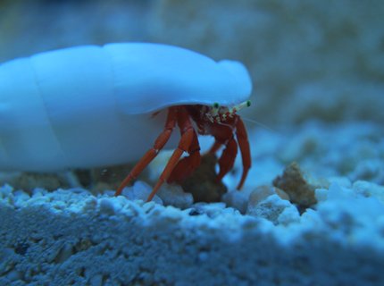 corals inverts stocking in 90 gallons tank - Redlegged Hermit corals inverts stocking in 90 gallons tank - Redlegged Hermit