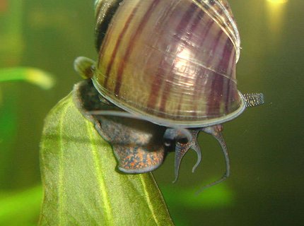 corals inverts - pomacea canaliculata - apple snail stocking in 72 gallons tank - My Snail, I know its not a fish but what a great pic. corals inverts - pomacea canaliculata - apple snail stocking in 72 gallons tank - My Snail, I know its not a fish but what a great pic.