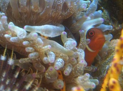 corals inverts - entacmaea quadricolor - bulb anemone stocking in 12 gallons tank - gold stripe maroon clown 2 corals inverts - entacmaea quadricolor - bulb anemone stocking in 12 gallons tank - gold stripe maroon clown 2
