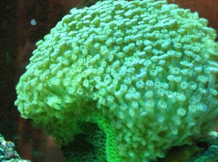 corals inverts - caulastrea curvata - trumpet coral stocking in 29 gallons tank - corals corals inverts - caulastrea curvata - trumpet coral stocking in 29 gallons tank - corals