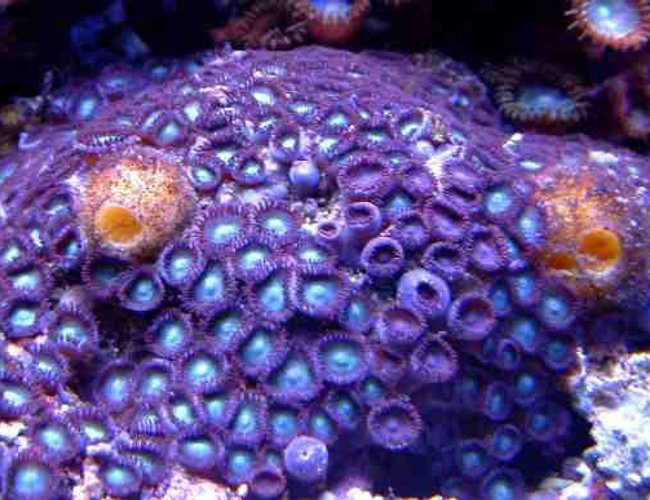 corals inverts - zoanthus sp. - blue ice zoanthids - First Tank 55g f/o well set out that way but starting to dabble. Cleaner crew was next step then......
New pics of tank now updated. Check out my web site!!! corals inverts - zoanthus sp. - blue ice zoanthids - First Tank 55g f/o well set out that way but starting to dabble. Cleaner crew was next step then......
New pics of tank now updated. Check out my web site!!!
