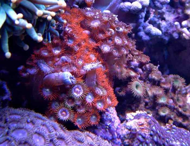 corals inverts - protopalythoa sp. - green button polyps - First Tank 55g f/o well set out that way but starting to dabble. Cleaner crew was next step then......
New pics of tank now updated. Check out my web site!!! corals inverts - protopalythoa sp. - green button polyps - First Tank 55g f/o well set out that way but starting to dabble. Cleaner crew was next step then......
New pics of tank now updated. Check out my web site!!!