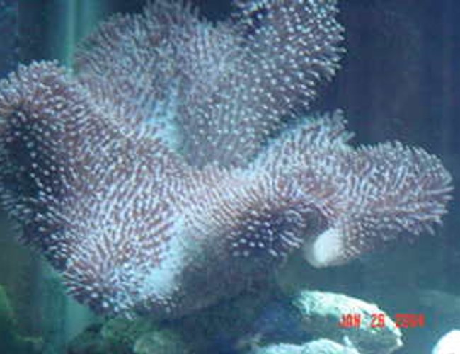 corals inverts - heliopora coerulea - blue ridge coral stocking in 72 gallons tank corals inverts - heliopora coerulea - blue ridge coral stocking in 72 gallons tank
