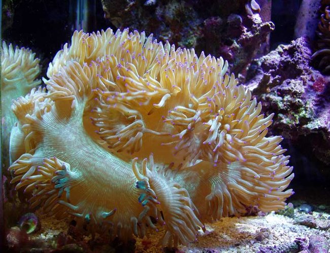 corals inverts - catalaphyllia jardinei - elegance coral corals inverts - catalaphyllia jardinei - elegance coral