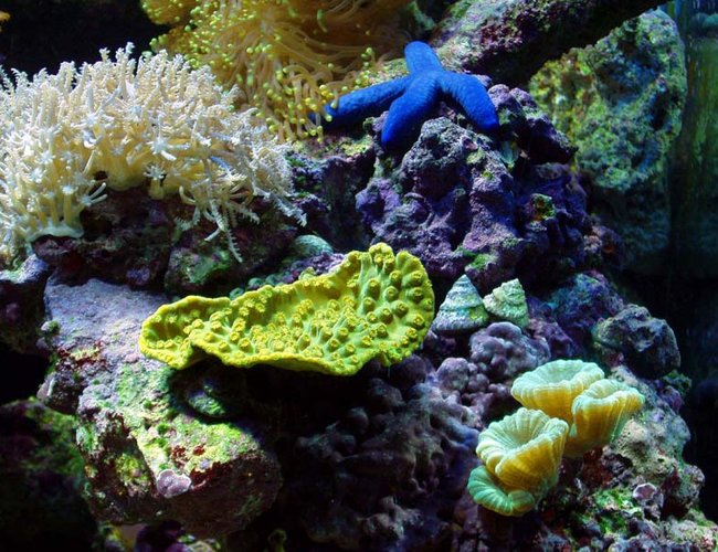 corals inverts - montipora capricornis - leaf plate montipora coral corals inverts - montipora capricornis - leaf plate montipora coral