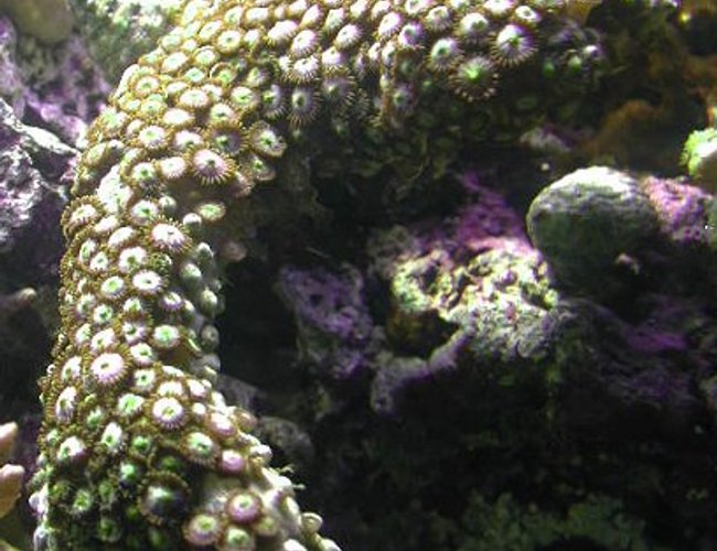 corals inverts - zoanthus sp. - colony polyp corals inverts - zoanthus sp. - colony polyp