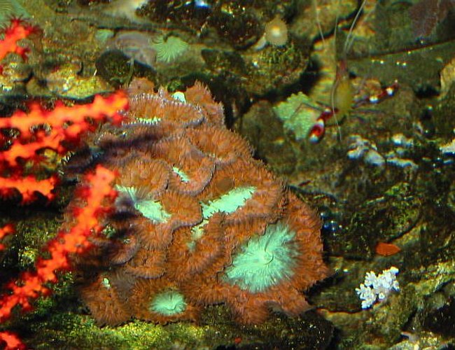 corals inverts - blastomussa merletti - australian big polyp blastomussa - 120 reef tank
2 400 20,000K
6 55 blue PC
Tide pool 2
tons of fish and coral and inverts corals inverts - blastomussa merletti - australian big polyp blastomussa - 120 reef tank
2 400 20,000K
6 55 blue PC
Tide pool 2
tons of fish and coral and inverts
