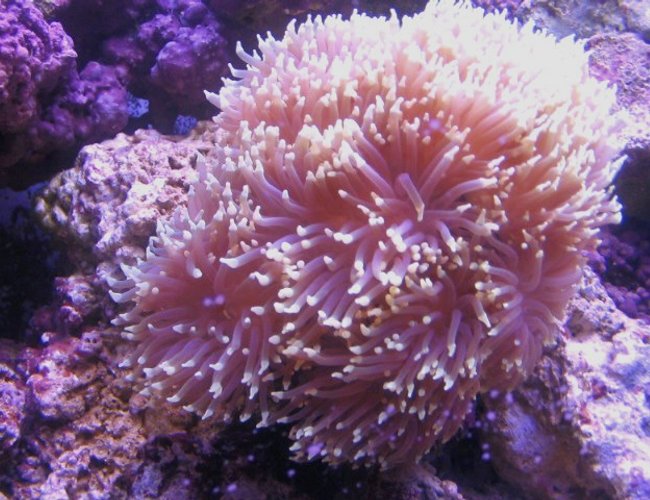 corals inverts - heteractis magnifica - ritteri anemone - 55 Gallon Reef Tank corals inverts - heteractis magnifica - ritteri anemone - 55 Gallon Reef Tank