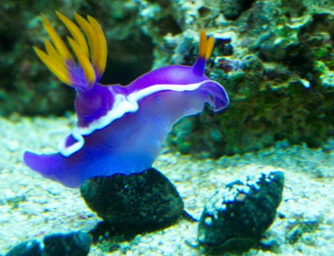 corals inverts - risbecia apolegma - purple and yellow nudibranch corals inverts - risbecia apolegma - purple and yellow nudibranch