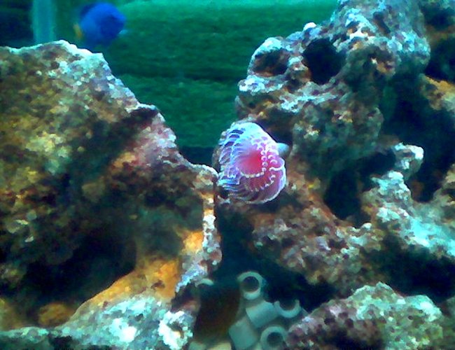 corals inverts - protula bispiralis - hard tube coco worm - 90 cm length tank with reef, coral and fish. corals inverts - protula bispiralis - hard tube coco worm - 90 cm length tank with reef, coral and fish.