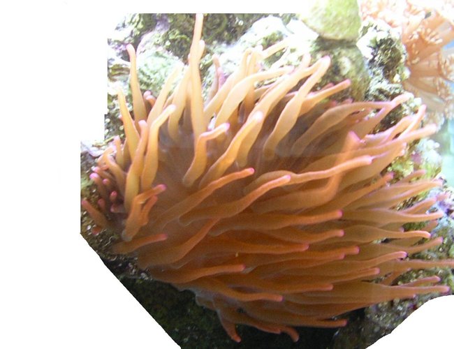 corals inverts - entacmaea quadricolor - rose bulb anemone stocking in 60 gallons tank - My very healthy Anenome corals inverts - entacmaea quadricolor - rose bulb anemone stocking in 60 gallons tank - My very healthy Anenome
