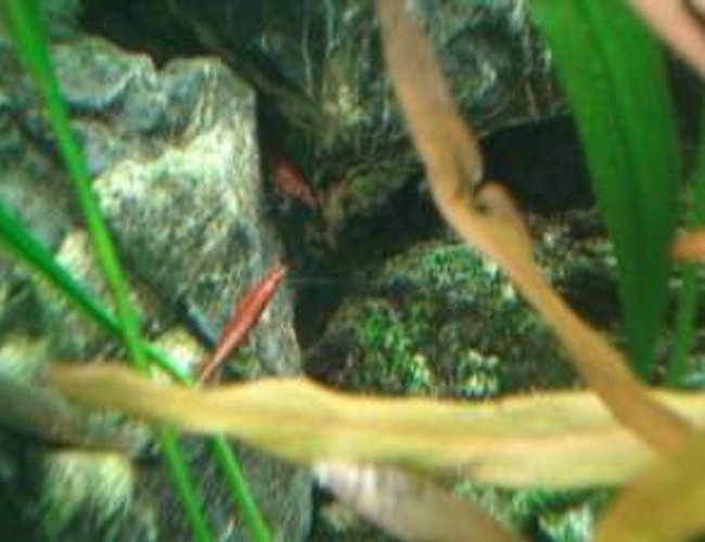 corals inverts - lysmata wurdemanni - peppermint shrimp stocking in 180 gallons tank - another shrimp corals inverts - lysmata wurdemanni - peppermint shrimp stocking in 180 gallons tank - another shrimp