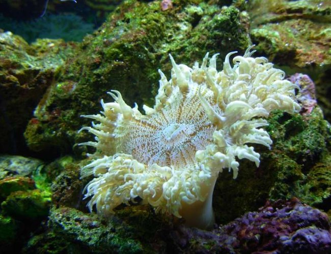 corals inverts - epicystis crucifer - rock flower anemone stocking in 46 gallons tank - Rock flower corals inverts - epicystis crucifer - rock flower anemone stocking in 46 gallons tank - Rock flower
