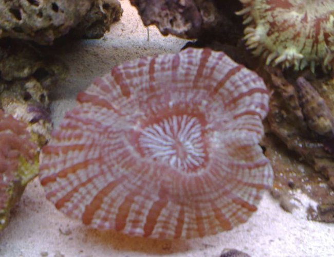 corals inverts - acanthophyllia deshayesiana - doughnut coral stocking in 55 gallons tank - not sure of the name, but if someone knows could they please let me know. corals inverts - acanthophyllia deshayesiana - doughnut coral stocking in 55 gallons tank - not sure of the name, but if someone knows could they please let me know.