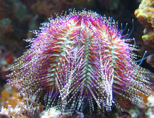 corals inverts - salmacis bicolour - pink urchin stocking in 100 gallons tank - Salmacis Bicolor corals inverts - salmacis bicolour - pink urchin stocking in 100 gallons tank - Salmacis Bicolor