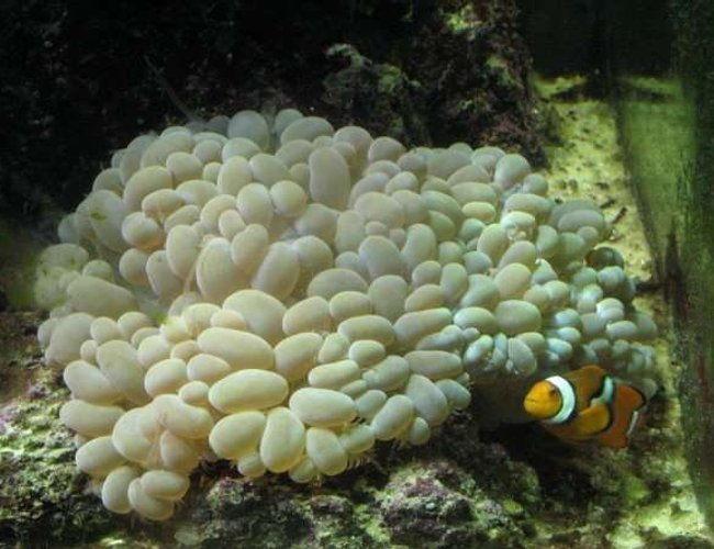 corals inverts - plerogyra sinuosa - bubble coral, white stocking in 120 gallons tank - Bubble with Perc hosting. corals inverts - plerogyra sinuosa - bubble coral, white stocking in 120 gallons tank - Bubble with Perc hosting.