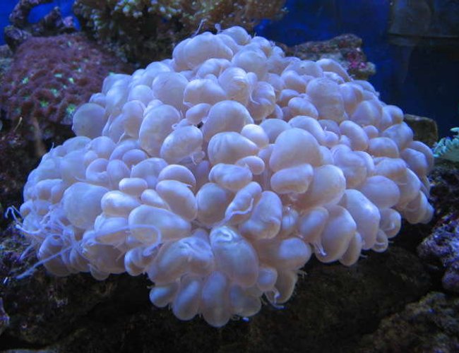 corals inverts - plerogyra sinuosa - bubble coral stocking in 225 gallons tank - Bubblelicious corals inverts - plerogyra sinuosa - bubble coral stocking in 225 gallons tank - Bubblelicious
