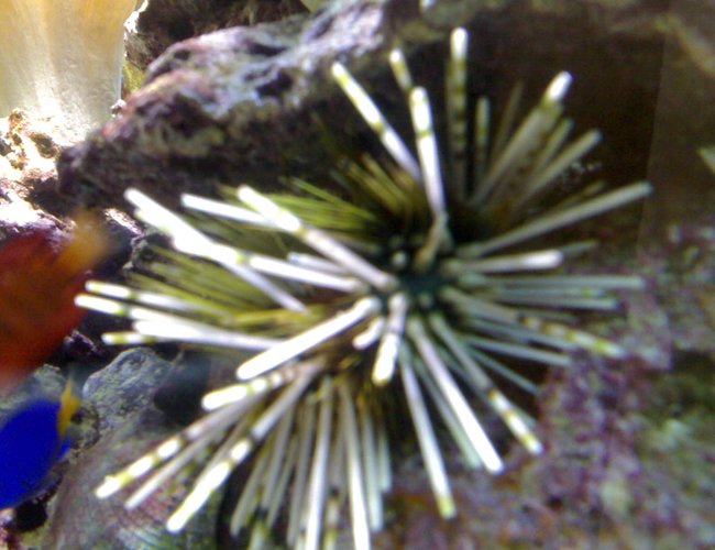 corals inverts - echinothrix calamari - longspine urchin, banded stocking in 132 gallons tank - my aquarium4 corals inverts - echinothrix calamari - longspine urchin, banded stocking in 132 gallons tank - my aquarium4