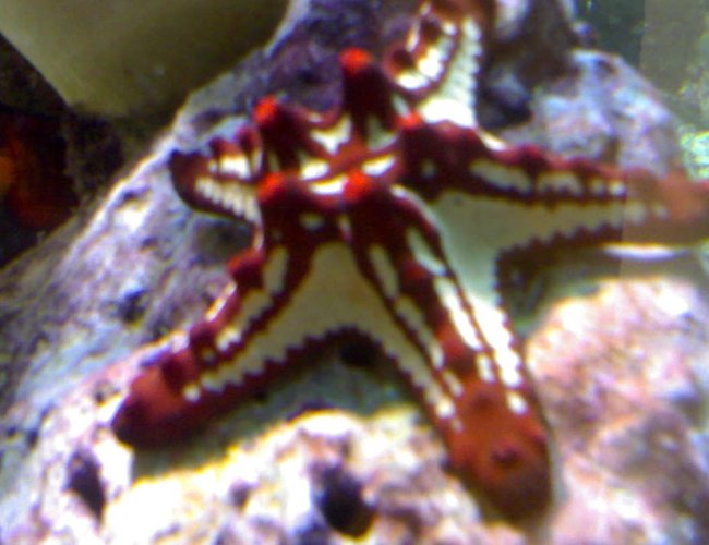 corals inverts - protoreaster linckii - red knob sea star, african stocking in 132 gallons tank - my aquarium10 corals inverts - protoreaster linckii - red knob sea star, african stocking in 132 gallons tank - my aquarium10