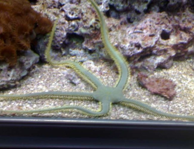 corals inverts - ophiothrix sp. - brittle sea star, fancy yellow stocking in 132 gallons tank - my aquarium20 corals inverts - ophiothrix sp. - brittle sea star, fancy yellow stocking in 132 gallons tank - my aquarium20
