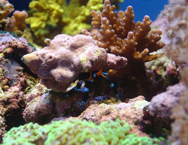 corals inverts - clibanarius tricolor - dwarf blue leg hermit crab stocking in 140 gallons tank - Herman the blue legged hermit crab :-) corals inverts - clibanarius tricolor - dwarf blue leg hermit crab stocking in 140 gallons tank - Herman the blue legged hermit crab :-)