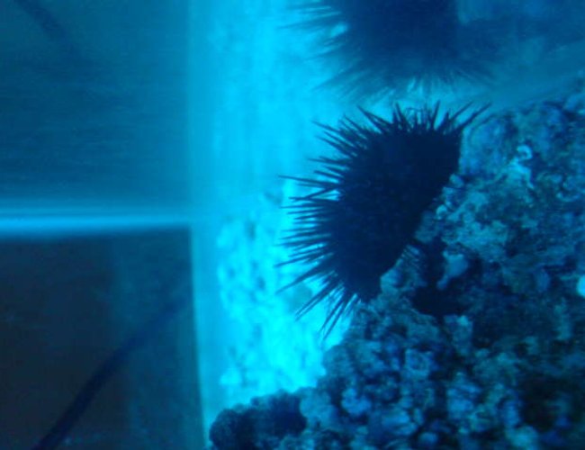 corals inverts - diadema setosum - longspine urchin, black stocking in 15 gallons tank - --- corals inverts - diadema setosum - longspine urchin, black stocking in 15 gallons tank - ---