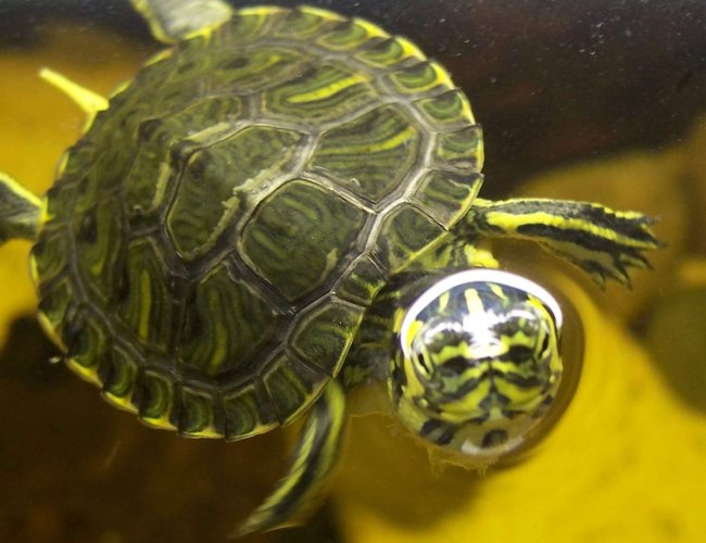 corals inverts - trachemys scripta scripta - yellow belly slider turtle stocking in 47 gallons tank - This is my turtle, he is so cute and follows me when i walk past the tank :) corals inverts - trachemys scripta scripta - yellow belly slider turtle stocking in 47 gallons tank - This is my turtle, he is so cute and follows me when i walk past the tank :)