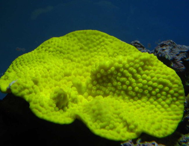 corals inverts - turbinaria peltata - cup coral, pagoda stocking in 160 gallons tank - Yellow Pagoda Cup corals inverts - turbinaria peltata - cup coral, pagoda stocking in 160 gallons tank - Yellow Pagoda Cup