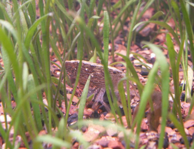corals inverts - saron marmoratus - marble shrimp stocking in 55 gallons tank - Marble shrimp sitting in micro swords. corals inverts - saron marmoratus - marble shrimp stocking in 55 gallons tank - Marble shrimp sitting in micro swords.