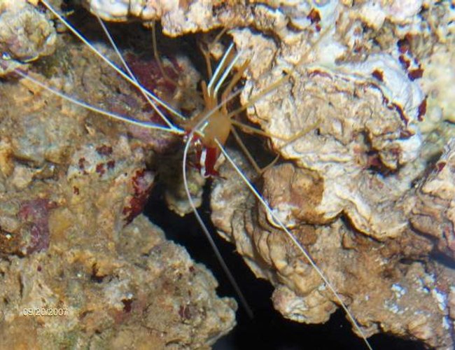 corals inverts - lysmata amboinensis - scarlet skunk cleaner shrimp stocking in 14 gallons tank - cleaner shrimp corals inverts - lysmata amboinensis - scarlet skunk cleaner shrimp stocking in 14 gallons tank - cleaner shrimp
