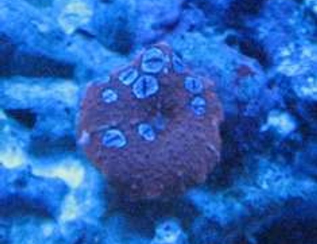 corals inverts - rhodactis inchoata - bullseye mushroom, purple stocking in 100 gallons tank - Snake Eyes Mushroom :P corals inverts - rhodactis inchoata - bullseye mushroom, purple stocking in 100 gallons tank - Snake Eyes Mushroom :P