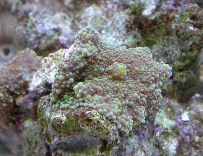 corals inverts - ricordea florida - ricordea mushroom stocking in 20 gallons tank - new corals inverts - ricordea florida - ricordea mushroom stocking in 20 gallons tank - new