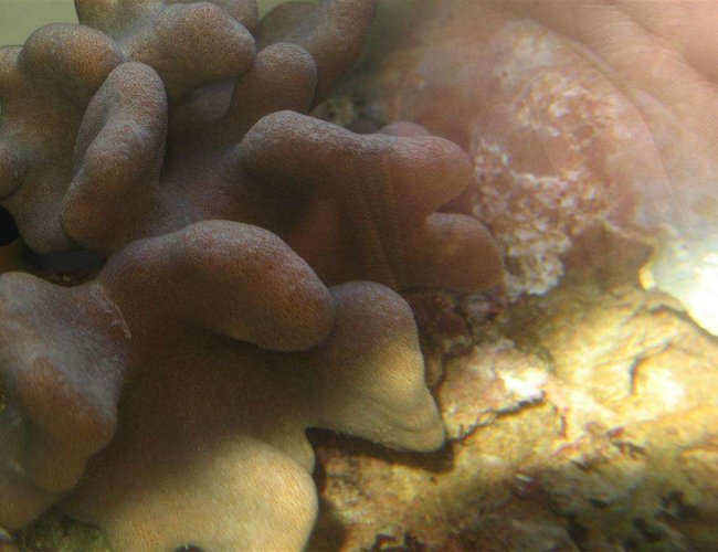 corals inverts - stylophora spp. - stylophora coral stocking in 4 gallons tank - Coral corals inverts - stylophora spp. - stylophora coral stocking in 4 gallons tank - Coral