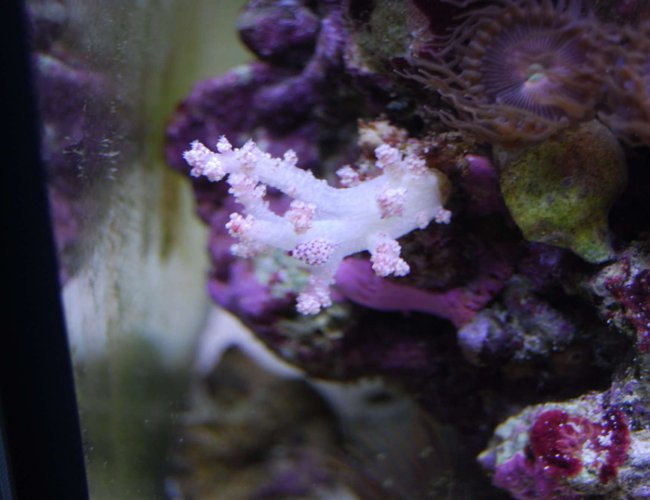 corals inverts - dendronephthya sp. - carnation tree coral stocking in 15 gallons tank - Symbiotic Cowrie on Tree Coral corals inverts - dendronephthya sp. - carnation tree coral stocking in 15 gallons tank - Symbiotic Cowrie on Tree Coral