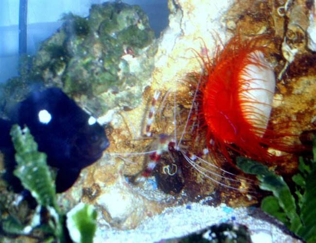 corals inverts - lima sp. - electric flame scallop stocking in 52 gallons tank - domino damsel, coral banded shrimp and a electric red flame scallop corals inverts - lima sp. - electric flame scallop stocking in 52 gallons tank - domino damsel, coral banded shrimp and a electric red flame scallop