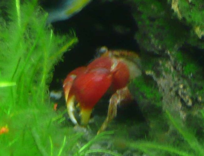 corals inverts - sesarma bidens - red claw crab stocking in 46 gallons tank - Freshwater Red Claw Crab 11.05.07 corals inverts - sesarma bidens - red claw crab stocking in 46 gallons tank - Freshwater Red Claw Crab 11.05.07