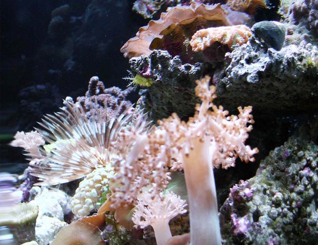 corals inverts - sabellastarte sp. - feather duster stocking in 24 gallons tank - 24 gal side view
FRAGS 4 LIFE corals inverts - sabellastarte sp. - feather duster stocking in 24 gallons tank - 24 gal side view
FRAGS 4 LIFE